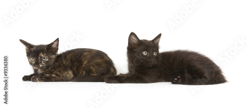 Two kittens laying down and resting on a white background