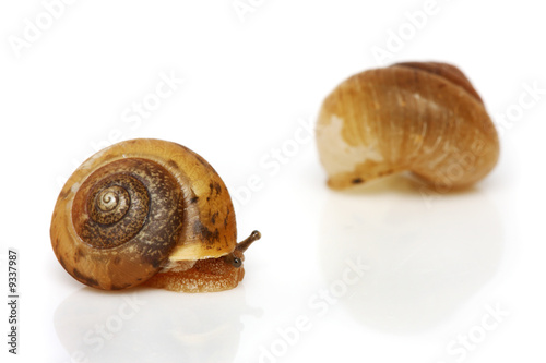 A snail and shell isolated on white background.