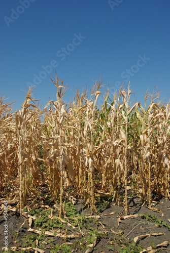 Corn field in late summer before harvest