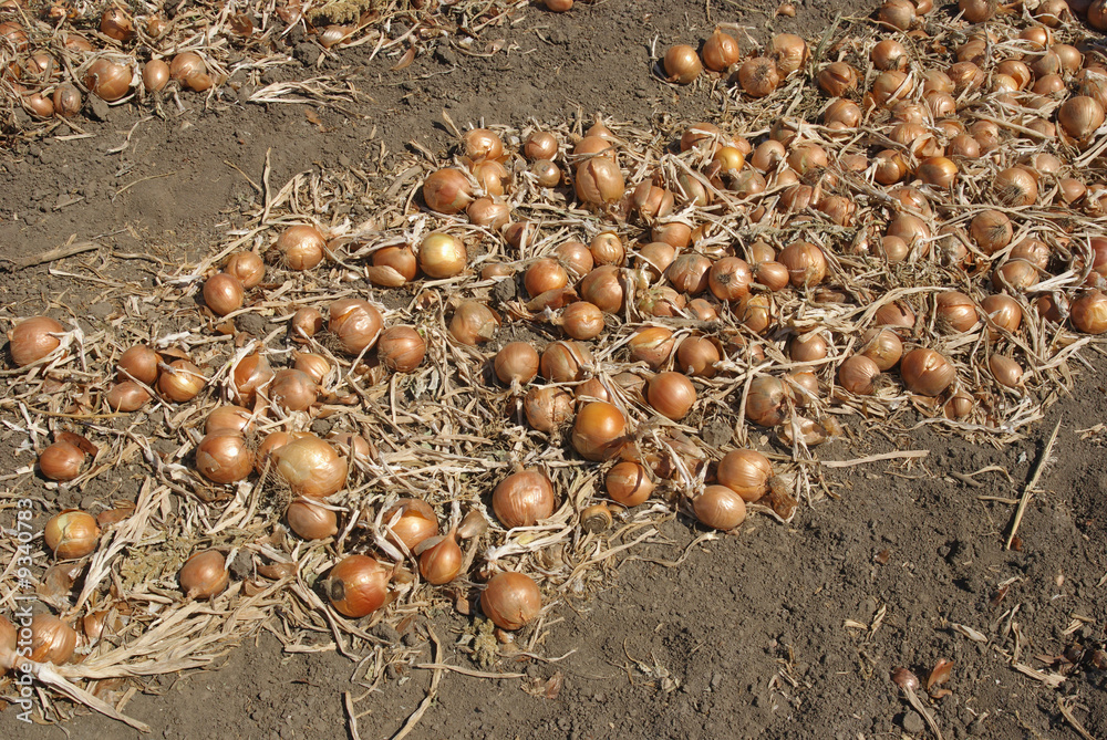 Heap of onion in field after harvest