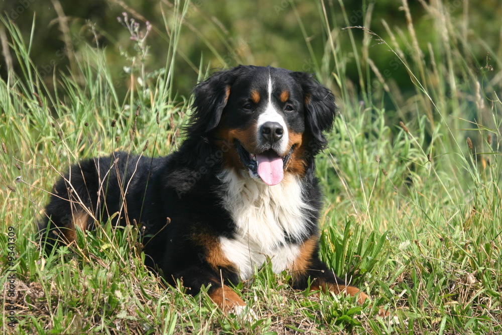 bouvier bernois couché dans l'herbe verte