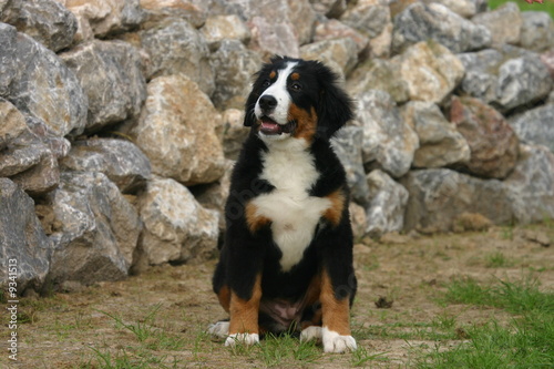 Bouvier bernois assis devant les rochers.