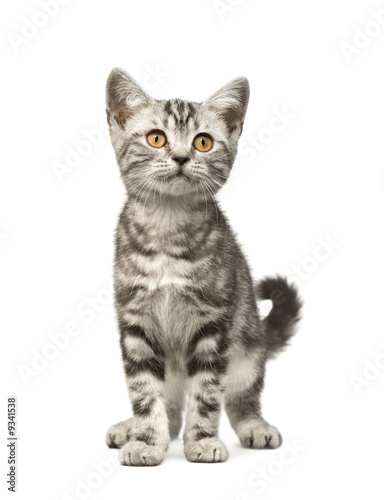 Siberian cat (12 weeks) in front of a white background