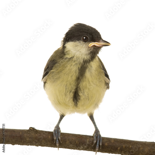 Parus major (6 weeks) in front of a white background