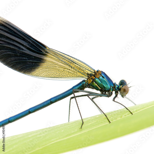 Banded Demoiselle in front of a white background © Eric Isselée