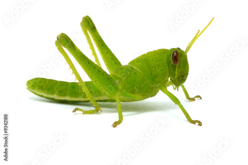 Valokuvatapetti grasshopper