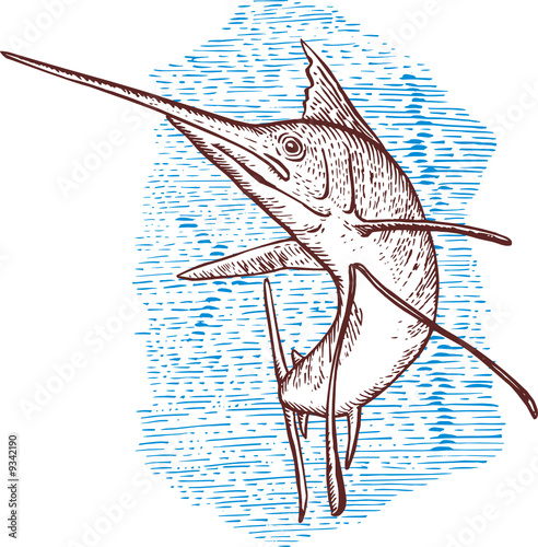 Sailfish