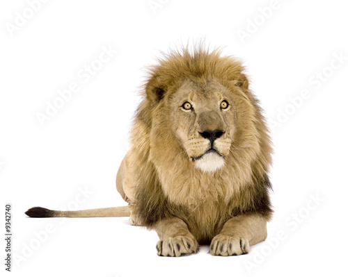 Fototapeta Naklejka Na Ścianę i Meble -  Lion (8 years) - Panthera leo in front of a white background