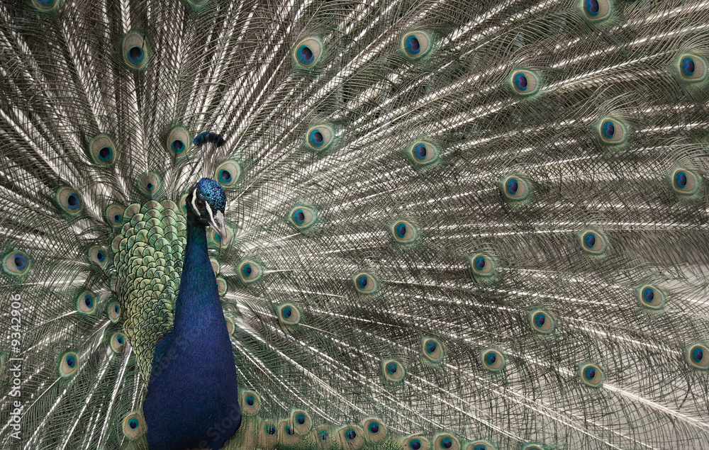 Obraz premium Peacock