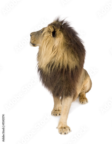 Lion (4 and a half years) in front of a white background