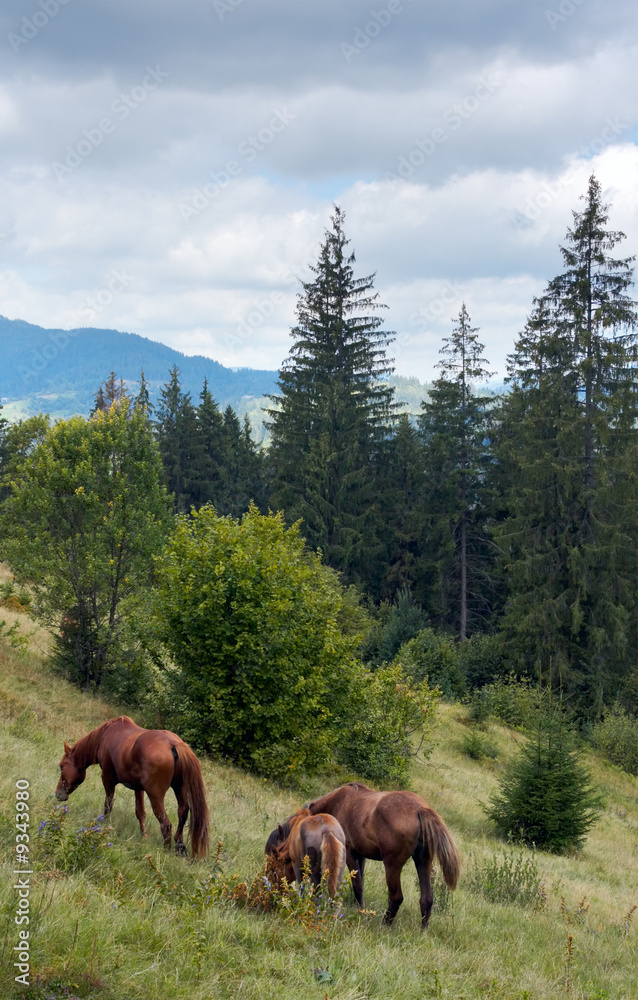 Horses group on green mountainside (Carpathian, Ukraine). Horses group on green mountainside (Carpathian, Ukraine).