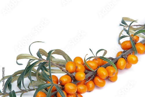 Sanddorn - sallow thorn 05