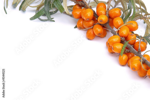 Sanddorn - sallow thorn 06