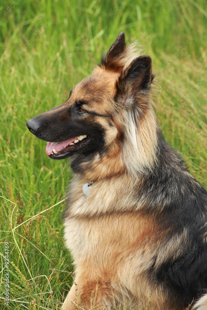 German shepherd in the countryside German shepherd in the countryside