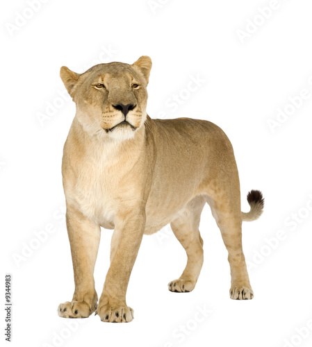 Lioness (4 and a half years) in front of a white background