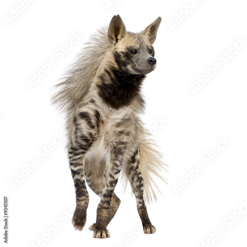 Fototapeta Striped Hyena in front of a white background