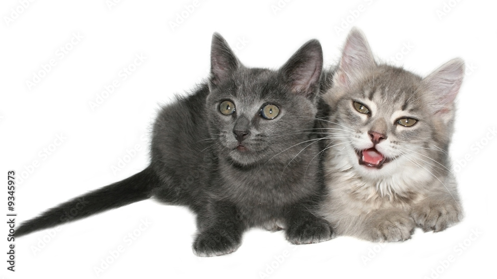 Two kittens on a white background.