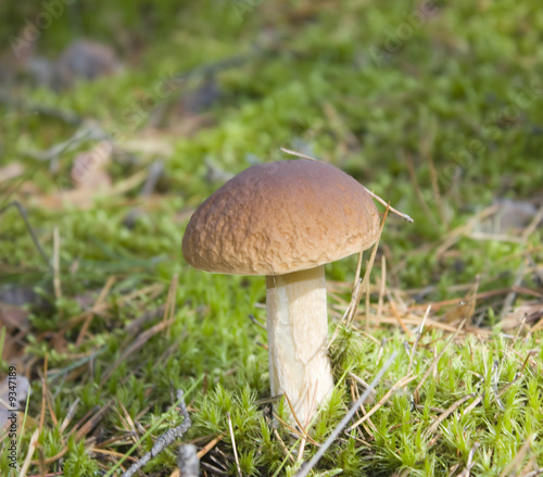 forest mushroom in the moss