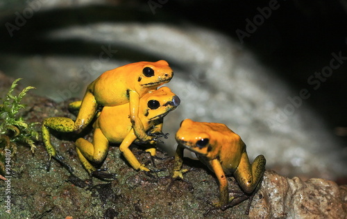 Obraz na plátně yellow tree frogs copulating