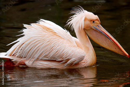 great white pelican photo