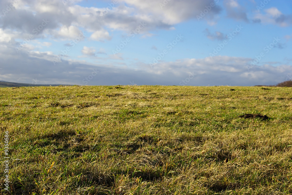 Fototapeta premium Wiese - meadow 27