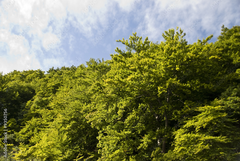 Obraz premium Rügen 080902 414