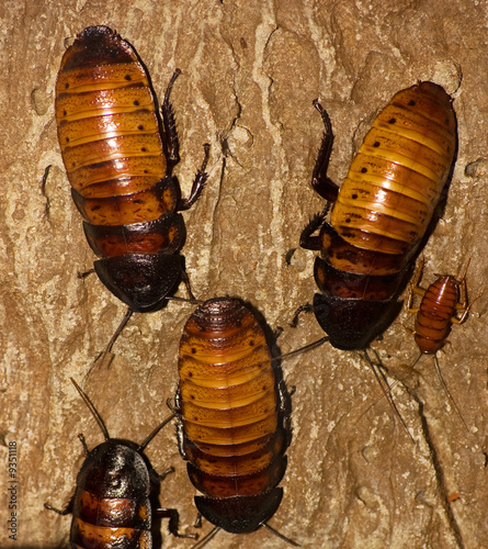 Female Madagascar Hissing Cockroaches