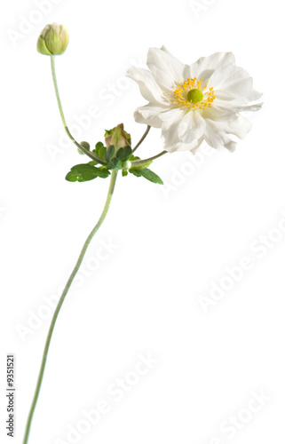 white japanese anemone isolated on white photo