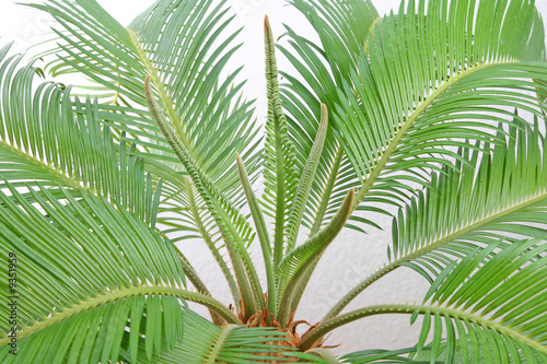 Isolated cycas leafes, white background