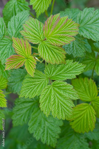 Close up of Fresh Raspberry Leaves