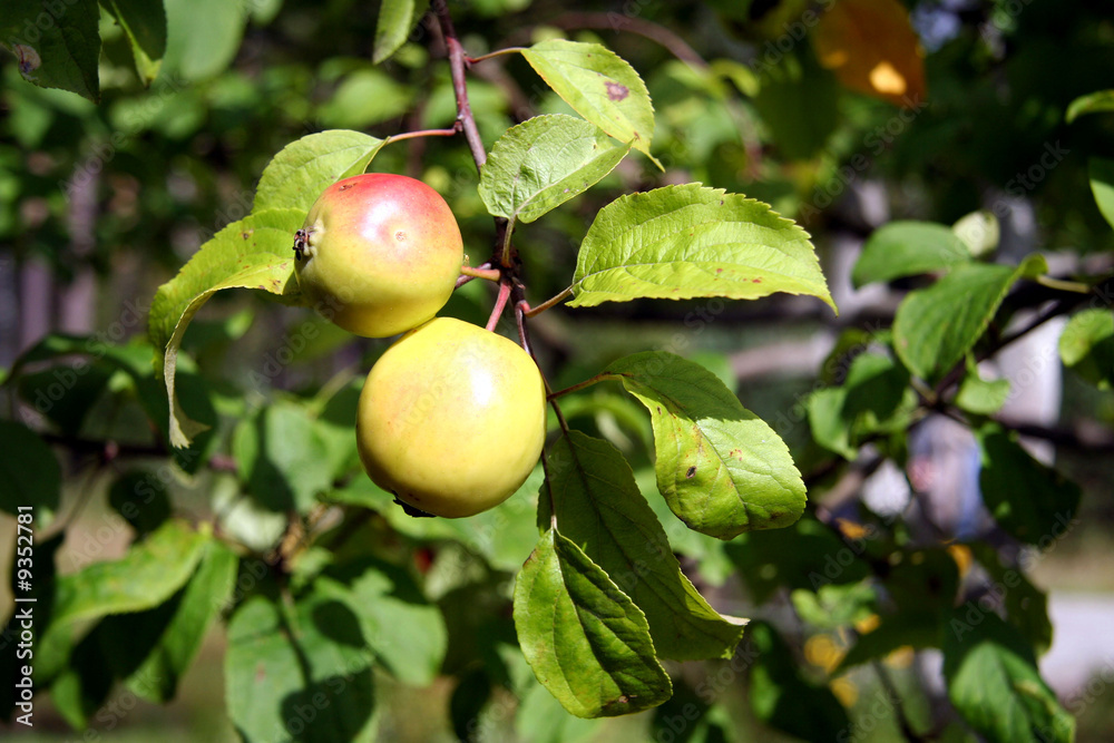 Closeup of pair of apples on the branch