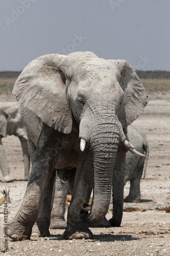 Elefant im Etosha-Nationalpark  Namibia