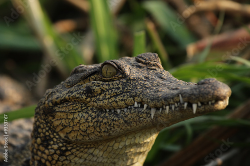 Nilkrokodil (Crocodylus niloticus) im Okavango Delta, Botswana