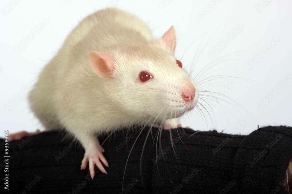 Portrait of the rat sitting on a hand of the person Portrait of the rat sitting on a hand of the person