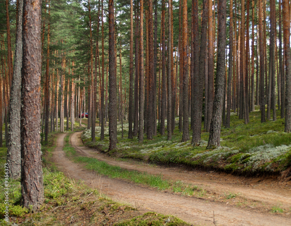 Fototapeta premium forest