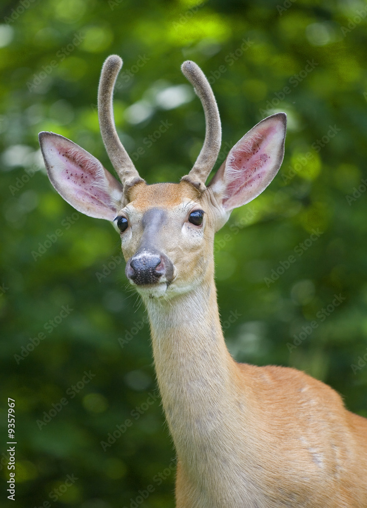 Obraz premium whitetail buck with a background of green woods