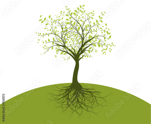 vecteur série - arbre et racines vectorielles sur vert et blanc photo
