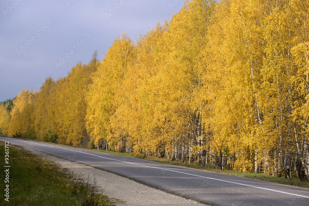 Autumn road among birch groves.