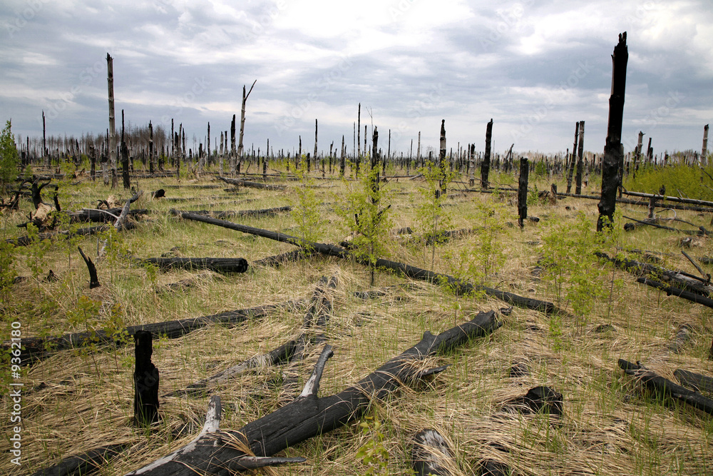 dead forest, after fire