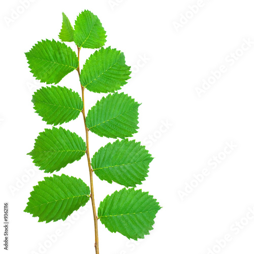 Branch with Leaves on white...