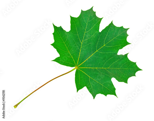 Maple leaf on white background