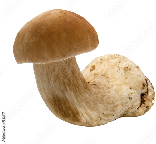 edible mushroom like caterpillar isolated on white