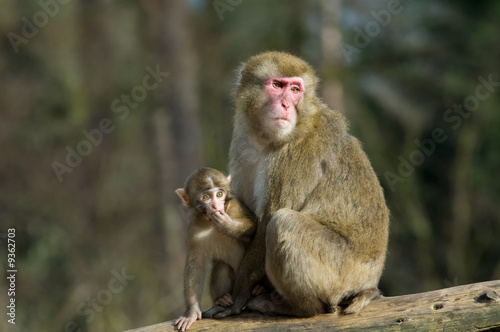 mother monkey with her baby © Eric Gevaert
