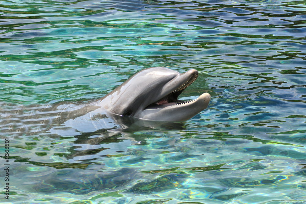 Fototapeta premium dolphin