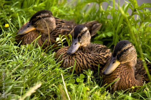 Family of ducklings on a green grass