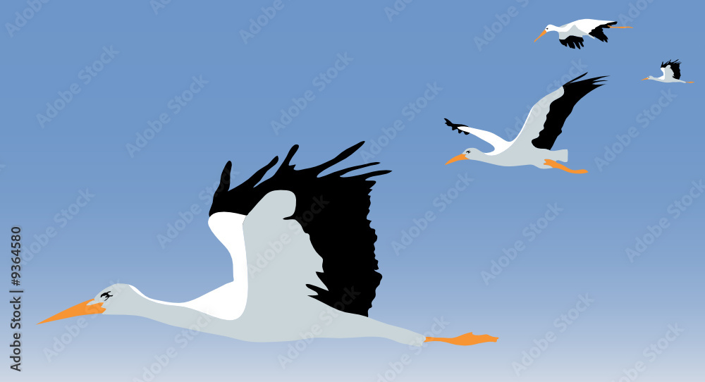 Obraz premium seagulls