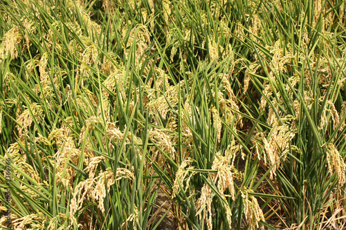 Plantas de arroz