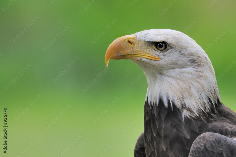 Fototapeta premium pygargue à tête blanche