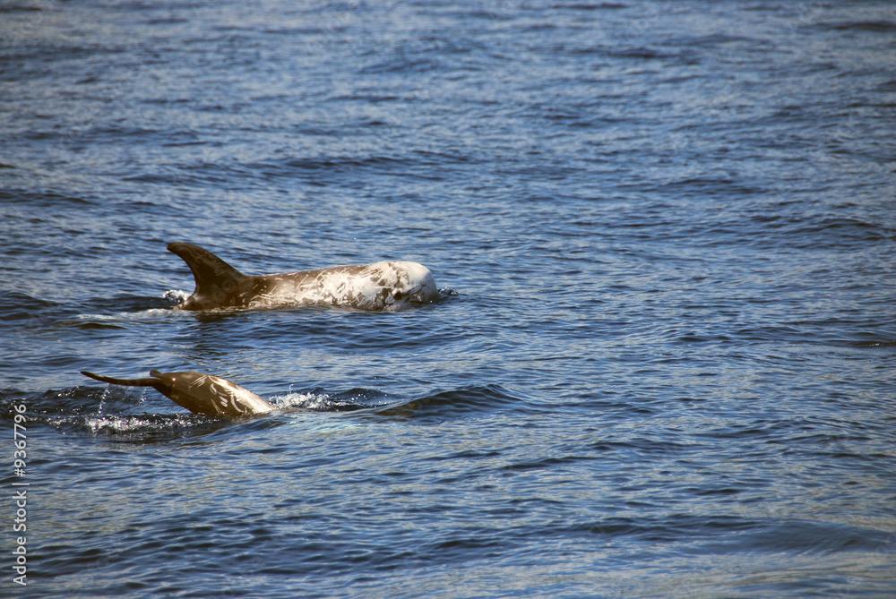 Fototapeta premium dauphin de risso