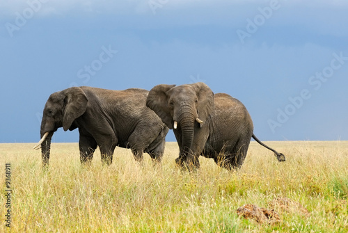 Photography Two adult african elephants in savannah